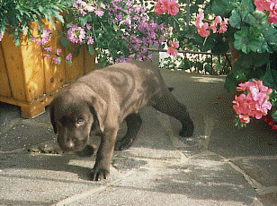 1 brauner Labrador-Retriever-Welpe