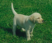 1 blonder Labrador-Retriever-Welpe