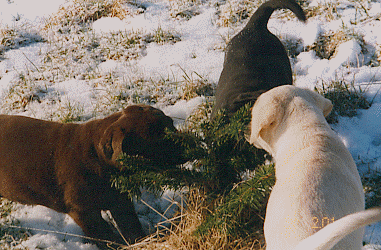  1 blonder 1 brauner 1 schwarzer Labrador-Welpe