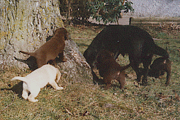  1 Labrador-Huendin mit 4 Labrador-Welpen